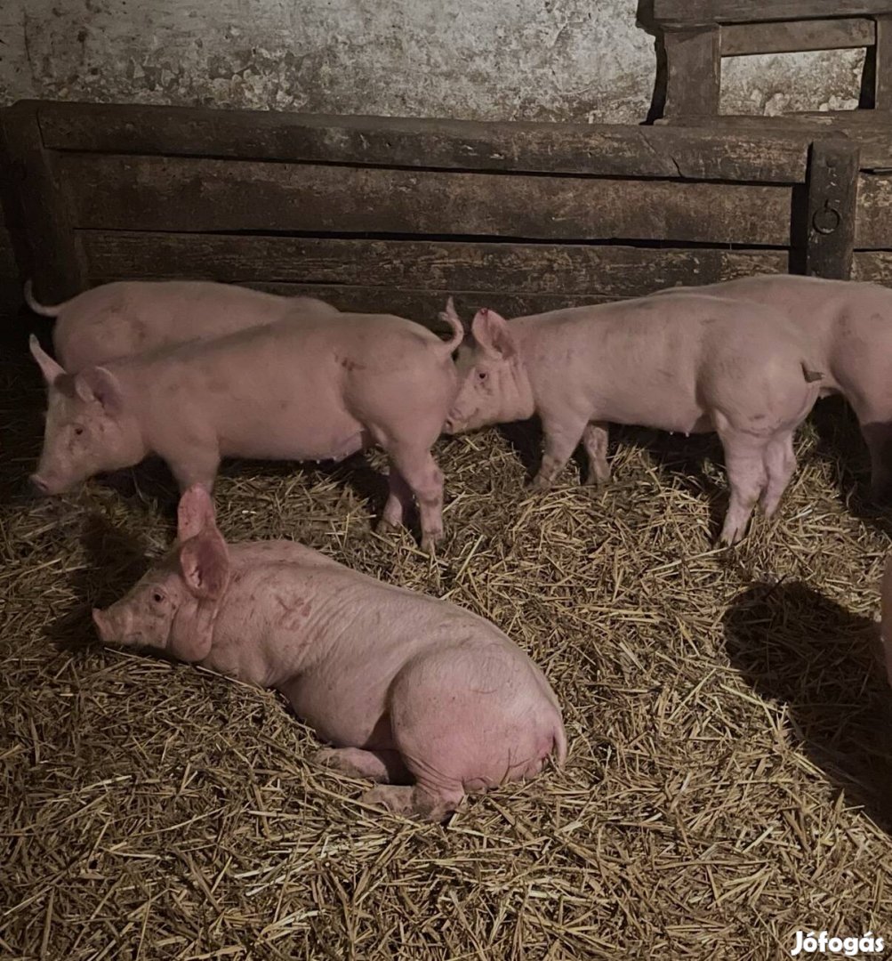 6db 25 kg-os malac eladó