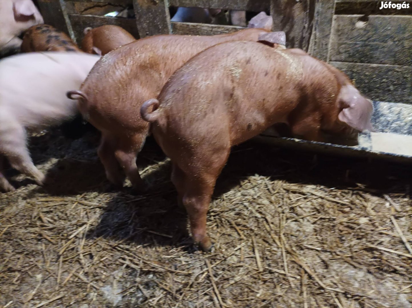 6db duroc malac eladó