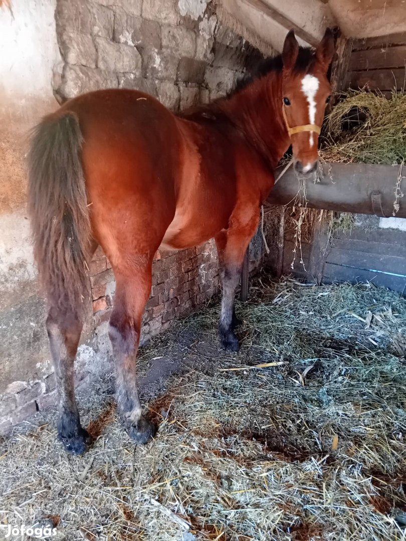 6hónapos kanca csikó eladó