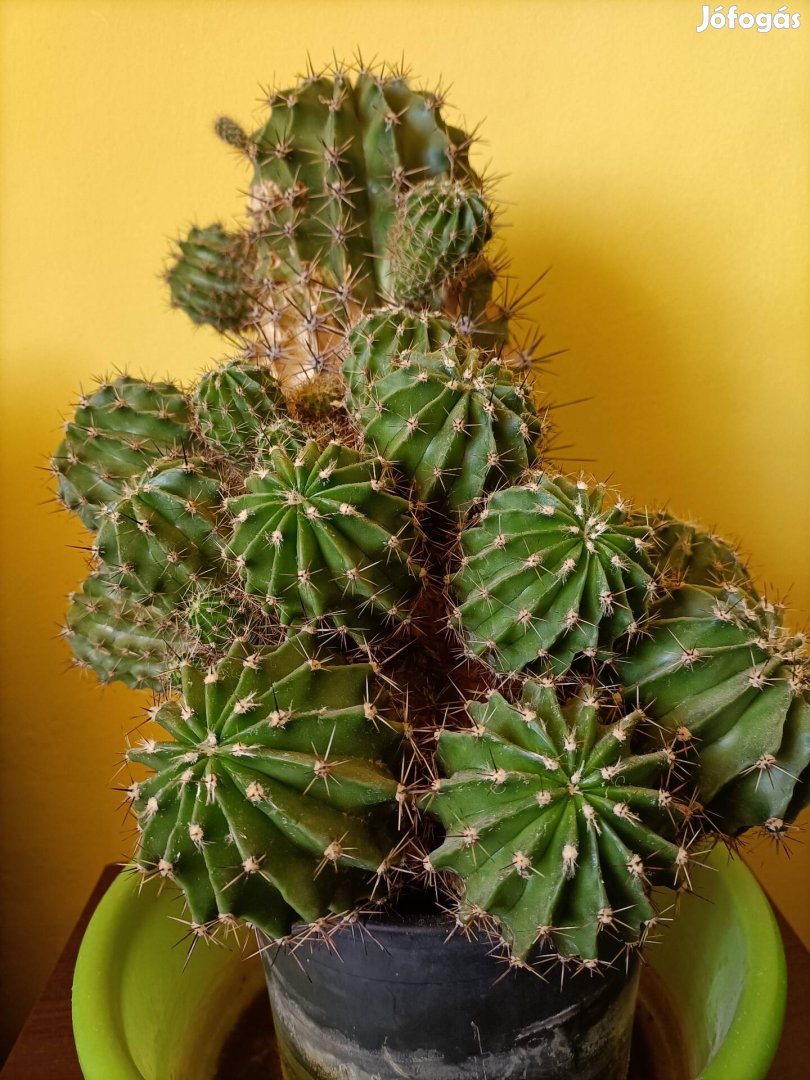 70 éves kaktusz eladó!