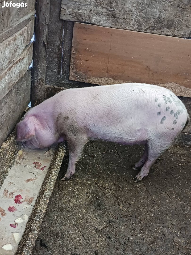 70 kg koca sertés eladó