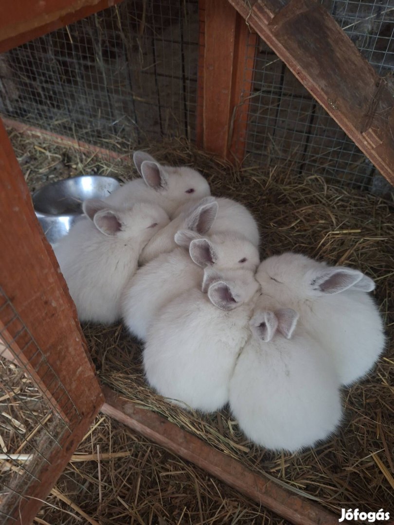 7 hetes alatti kisnyúl