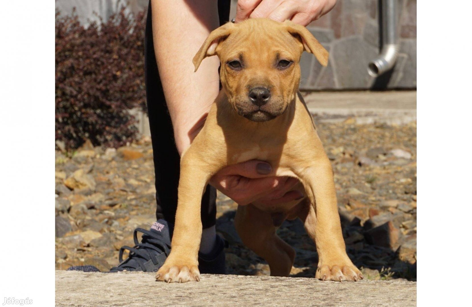 7 hetes amerikai pitbull terrier kan kiskutya