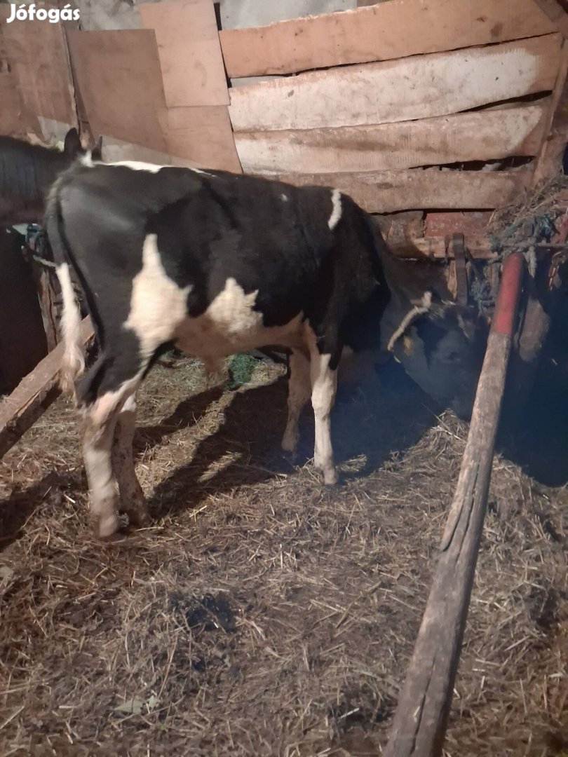 7 hónapos hf bika borjú eladó
