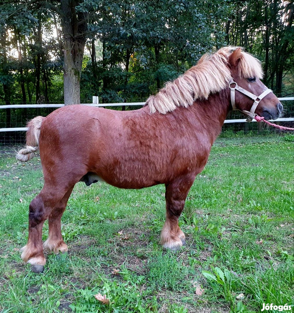 80 cm Setlandi csődör eladó 