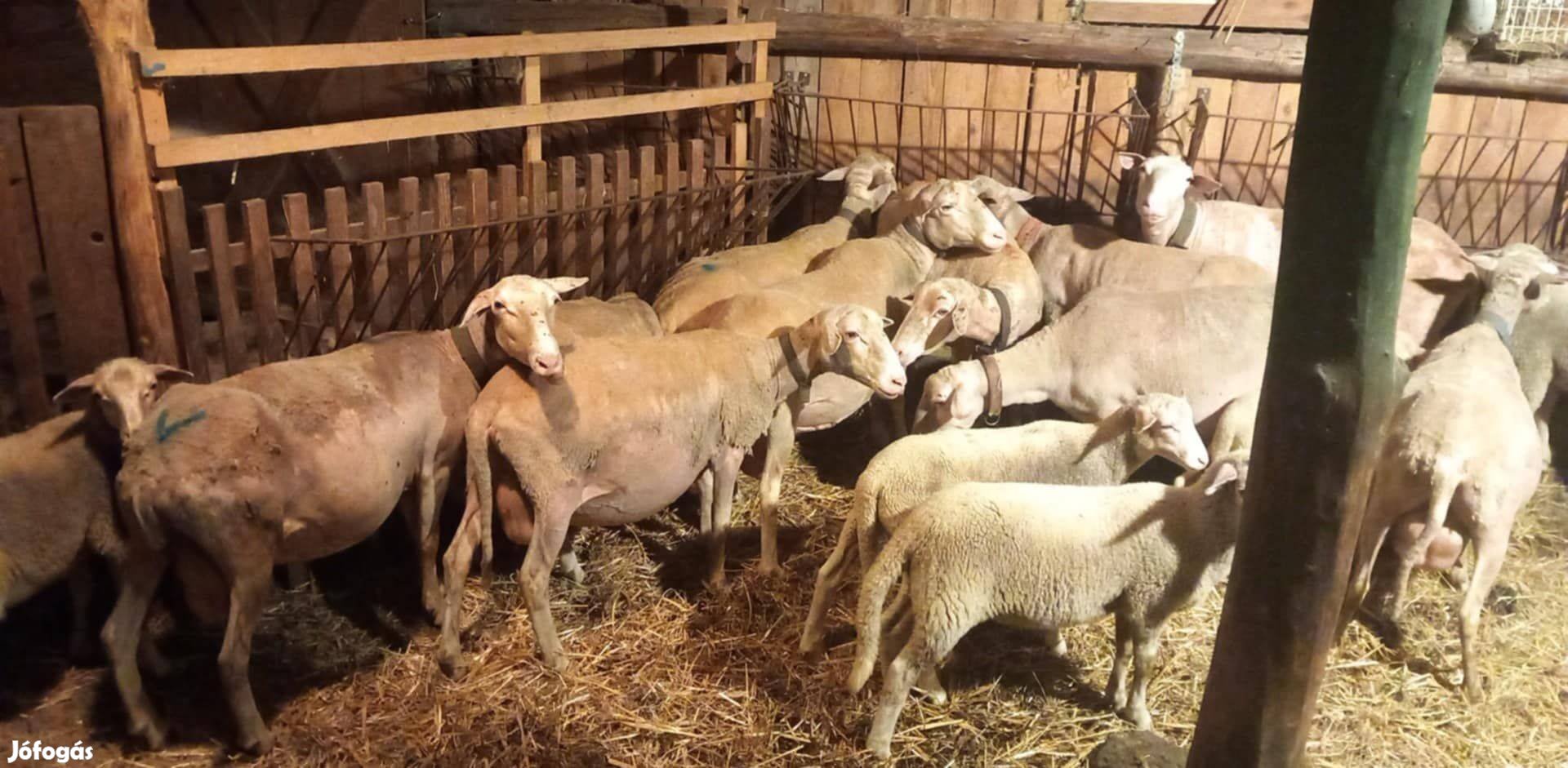 8 Lacaune tejelő anyajuh birka, 10 db kos bárányával