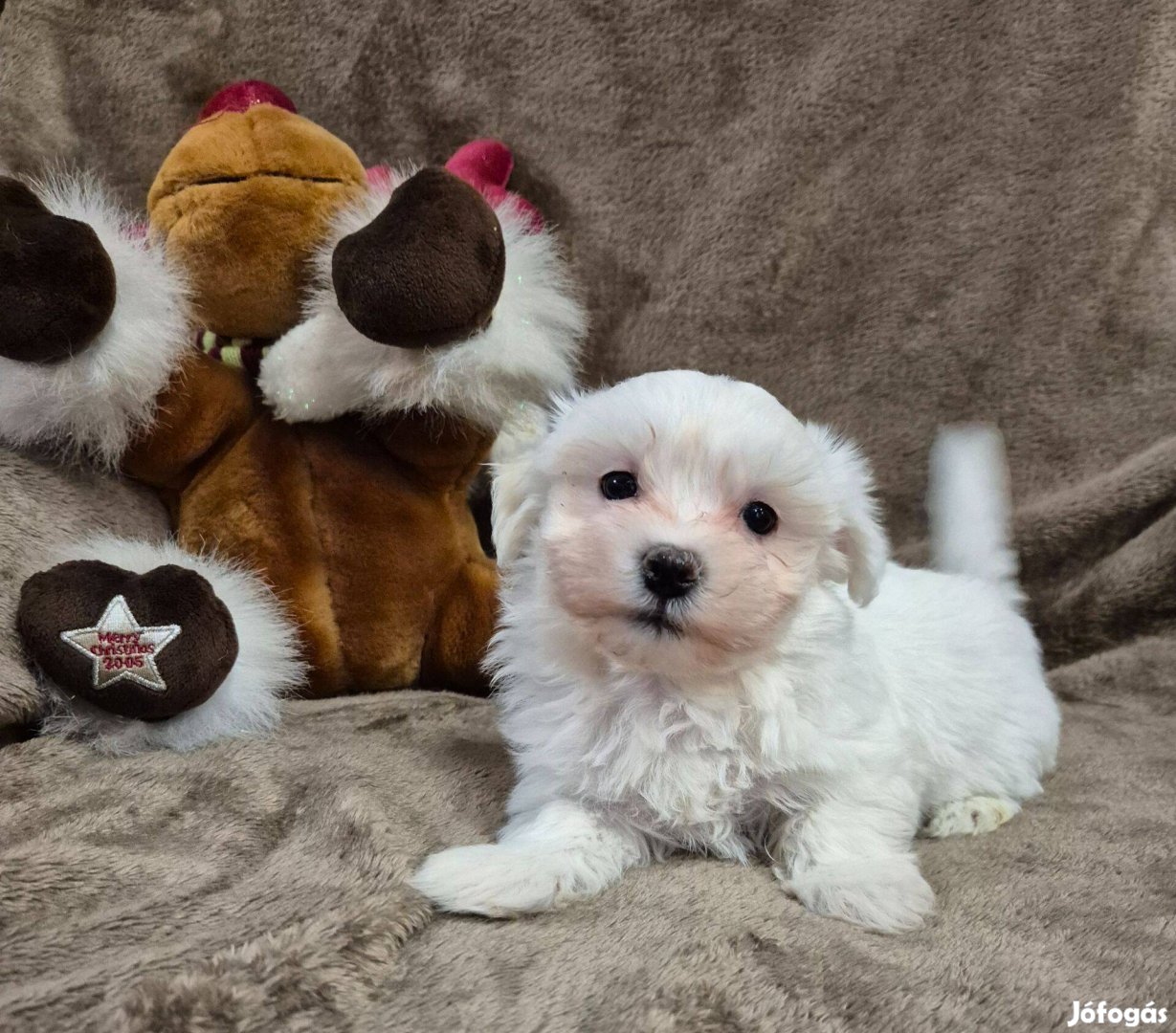 8 hetes bichon havanese kislány , Budapesti szállítás megoldható