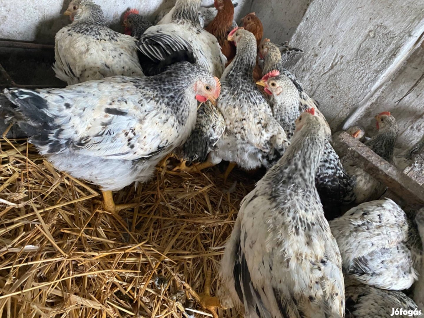 8 hetes előnevelt csibe rántani való