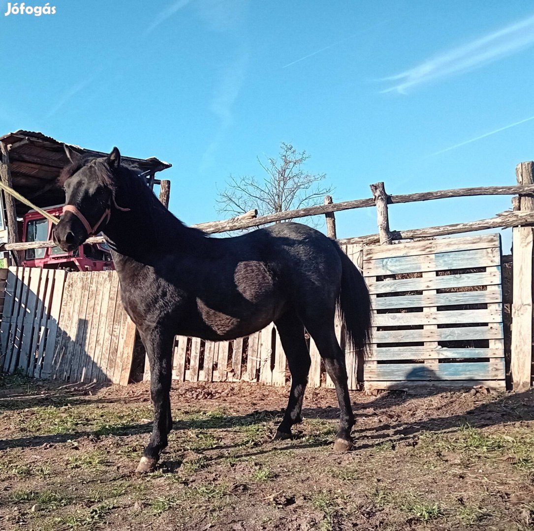 8 hónapos fekete kanca eladó