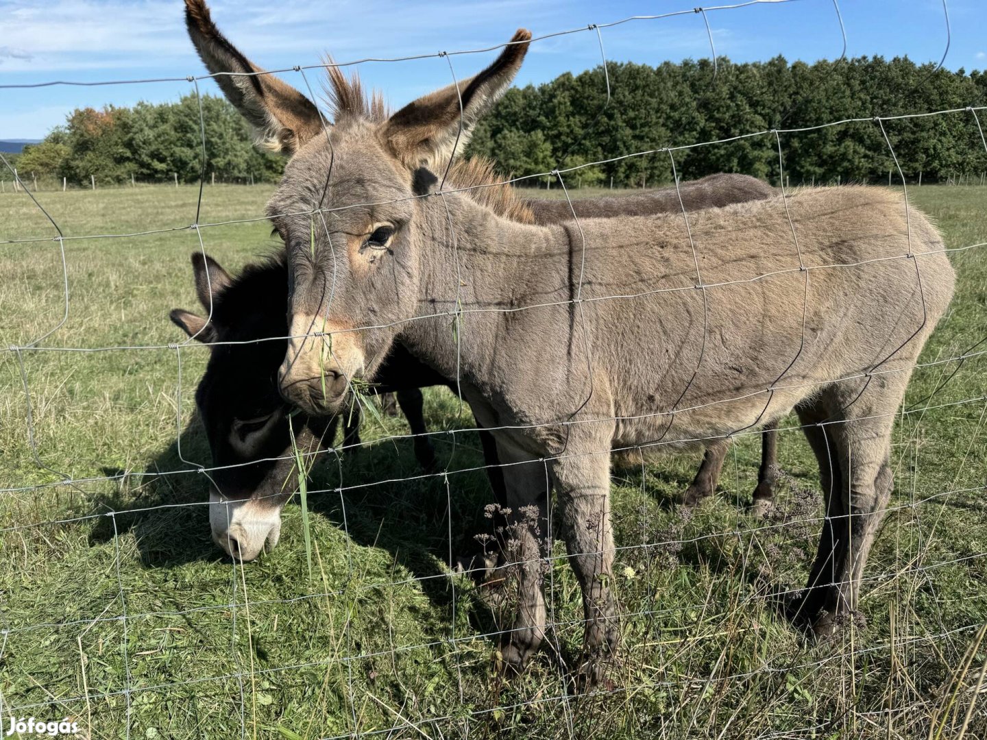 8 hónapos kanca szamár eladó