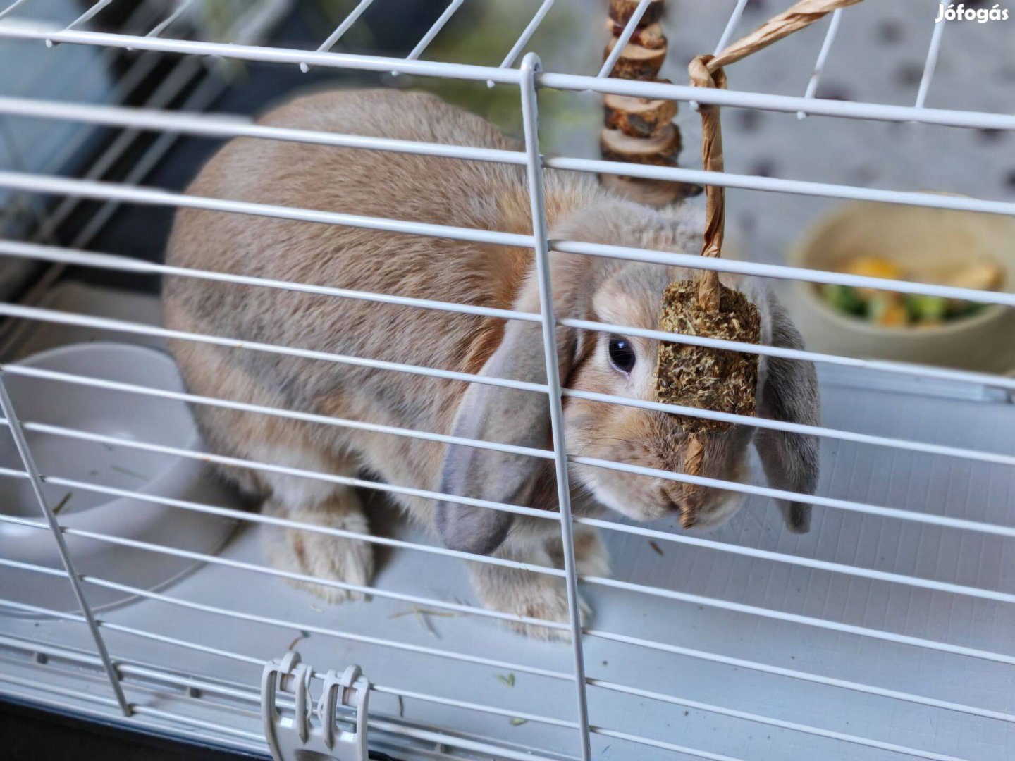 8 hónapos mini kosorrú törpenyúl eladó