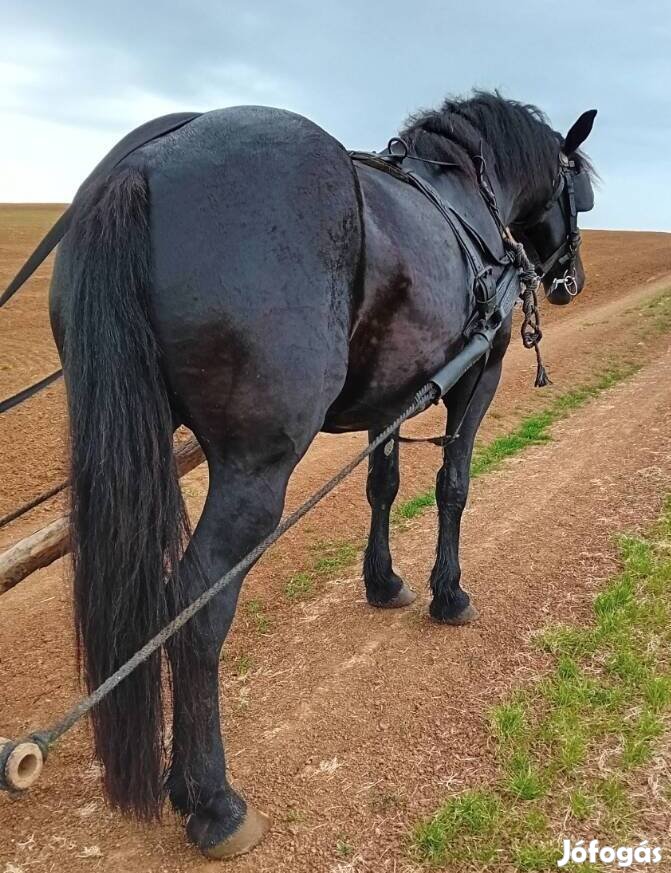 8 hónapos vemhes fiatal fekete kanca 