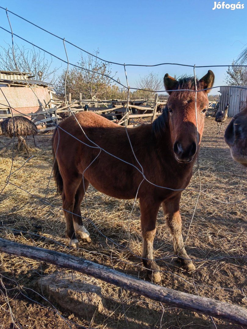 8honapos sportponi pej méncsiko eladó