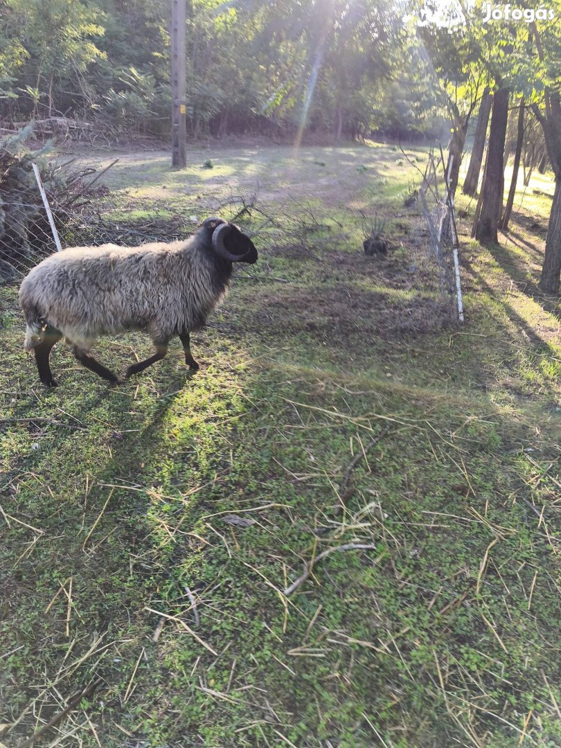 90 kg kós 3 éves vágásra továbtartásra csere érdekel.