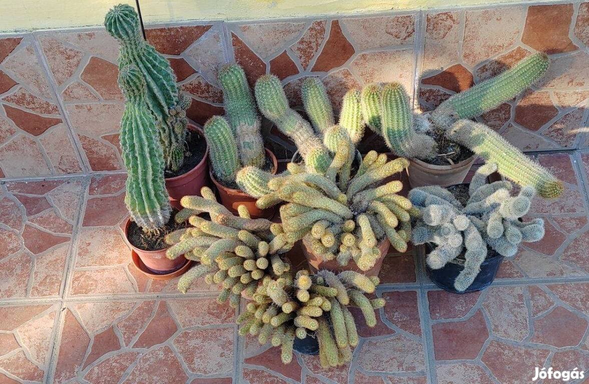 9 db kaktusz eladó