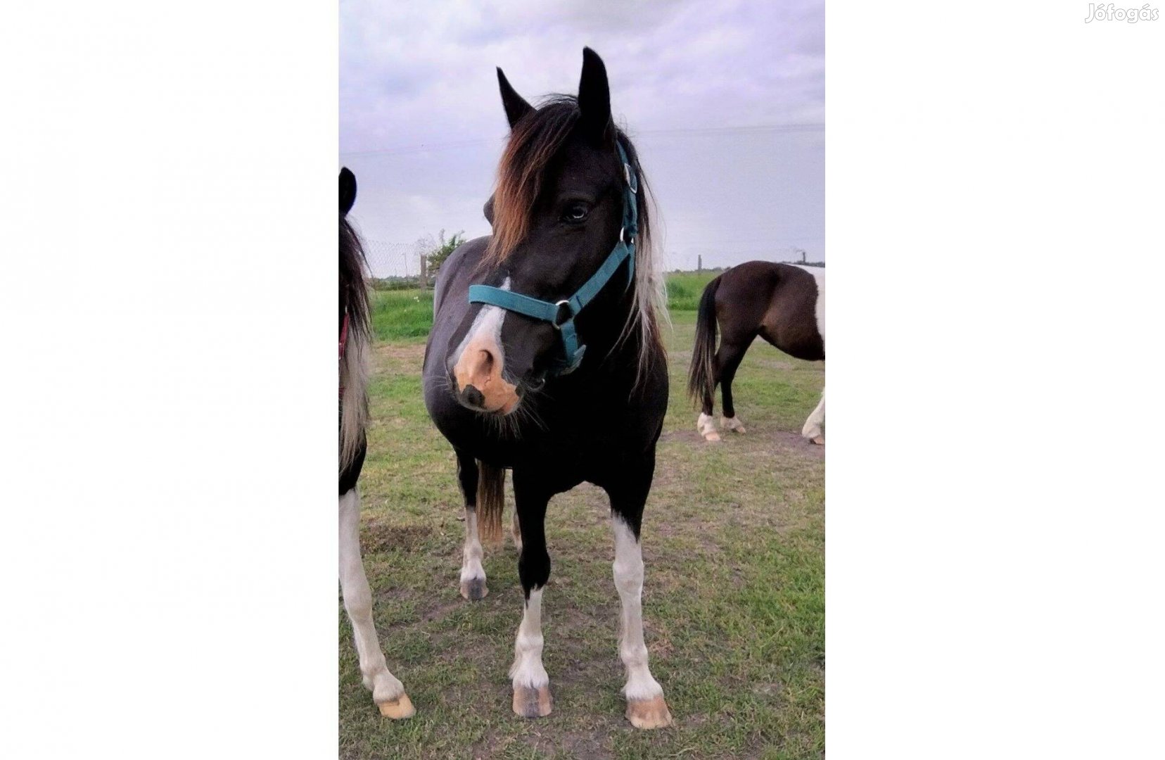 9 éves kanca eladó