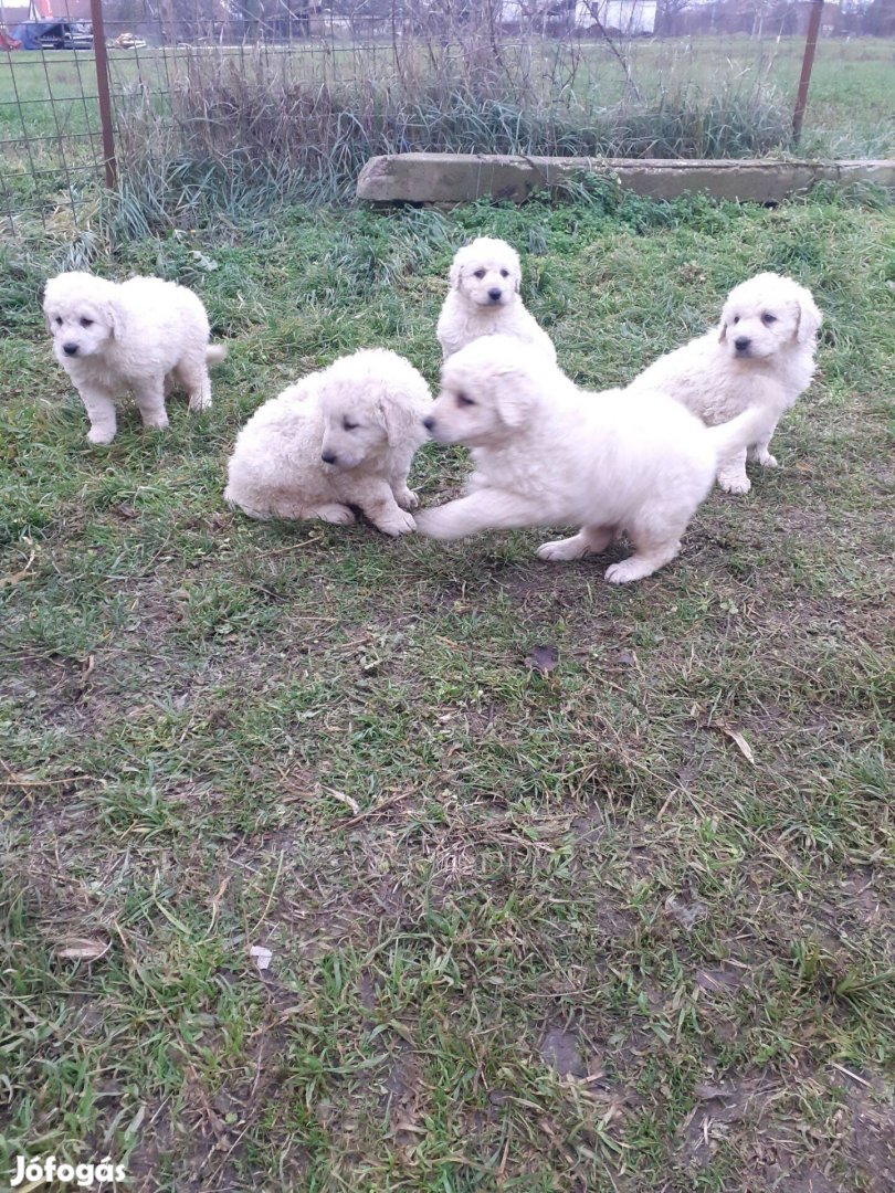 9 hetes Kuvasz kölykök fajtatiszta jellegű örökbefogatható