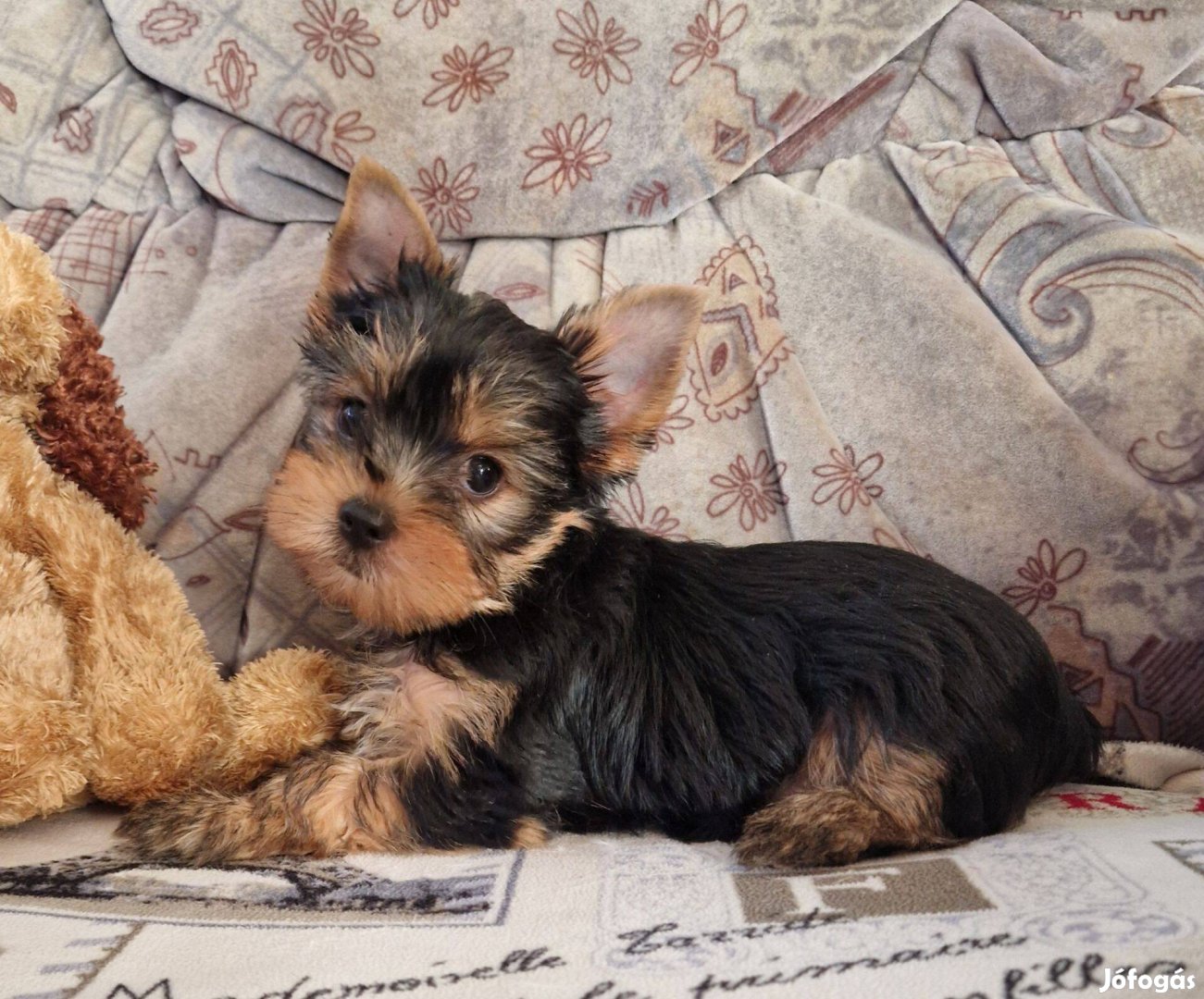 9 hetes yorki , yorkshire terrier kisfiú Budapesti szállítással