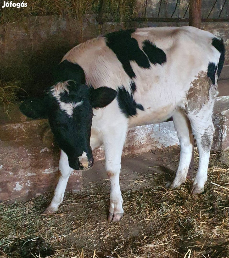 9 hónapos növendék üsző eladó