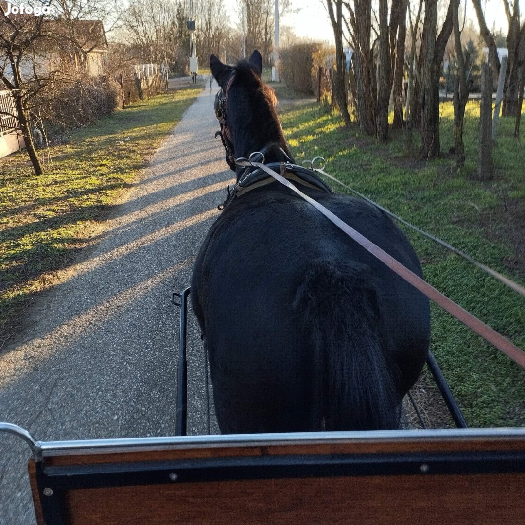 9eves fekete vemhes kanca eladó 