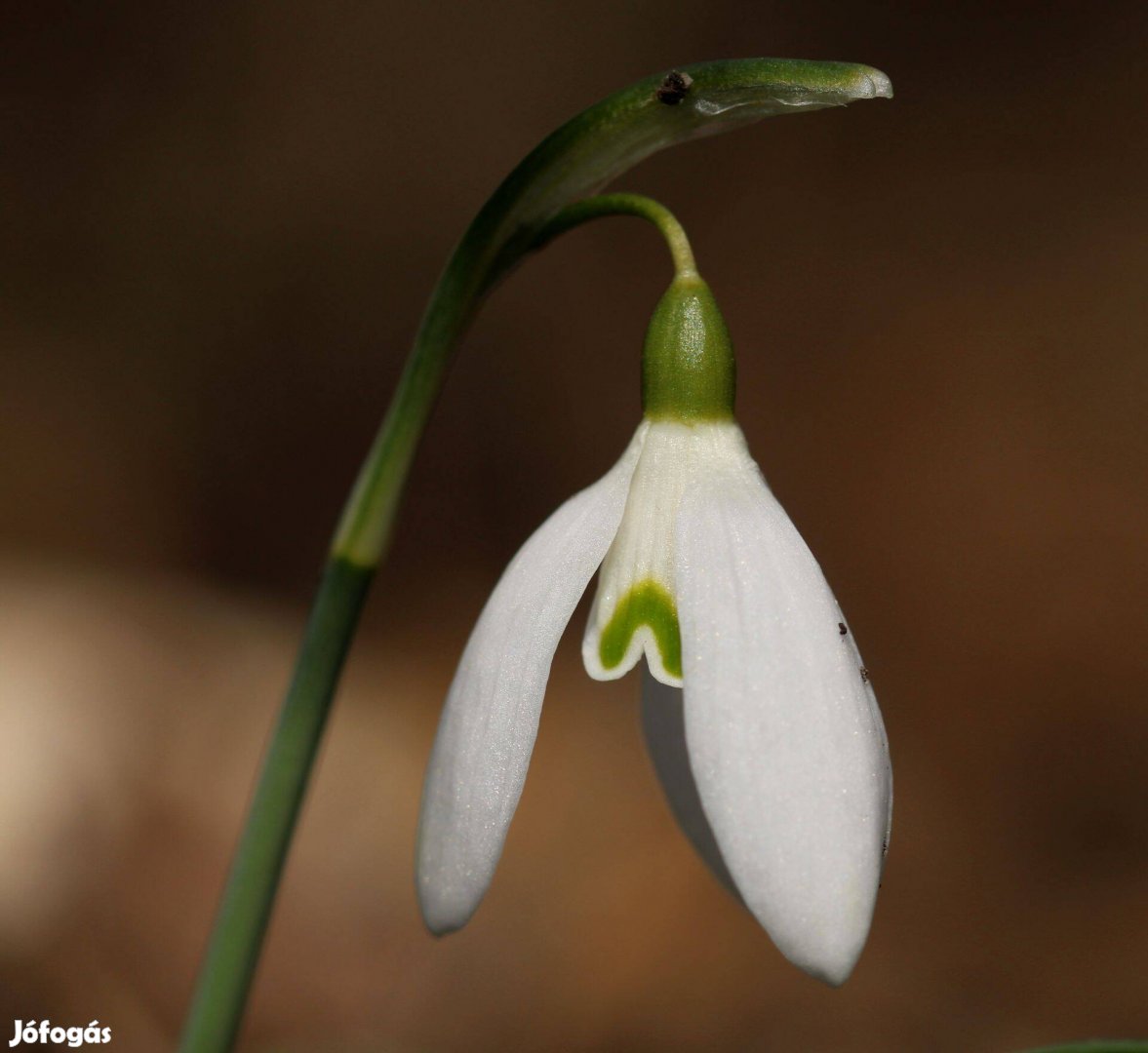 A4-es méretű fénykép