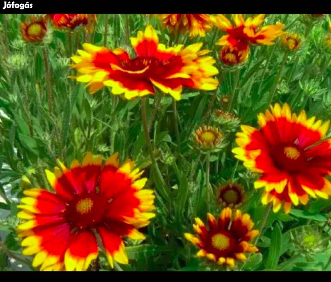 A kokárdavirág virágmag, évelő, élénk színű, szívós