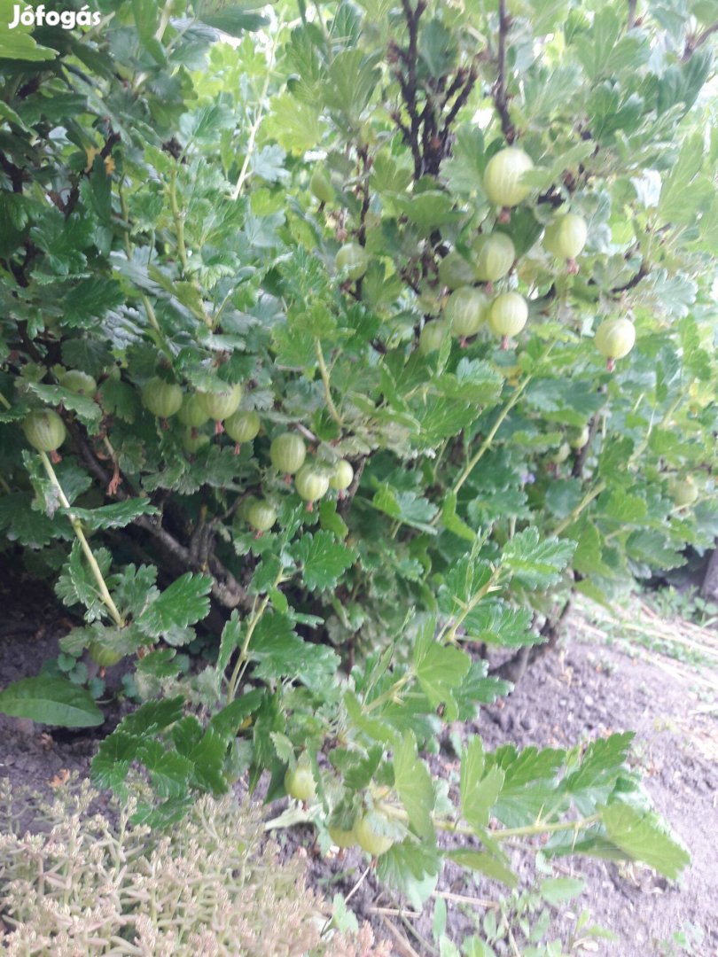 A régi falusi, zöld termésű pöszméte, köszméte, vagy büszke bokor