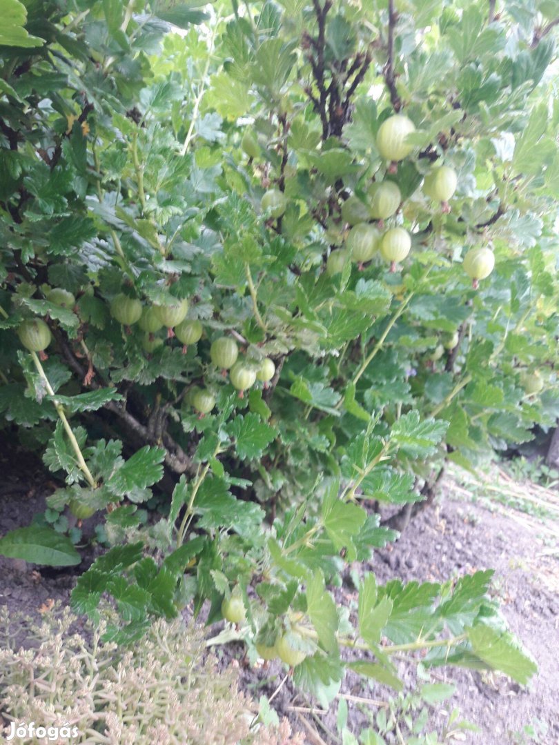 A régi falusi, zöld termésű pöszméte, köszméte, vagy büszke csemete