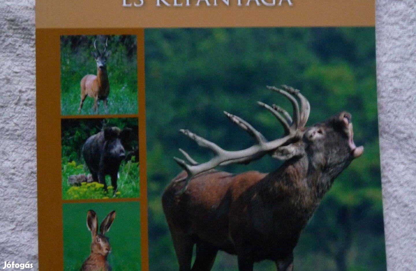 A vadászvizsga írásbeli tesztkérdései és képanyaga 2024