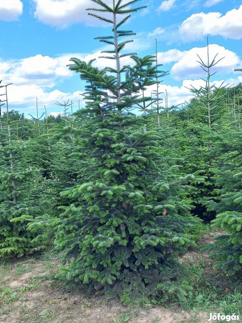 Abies nordmanniana / Nordmann-fenyő