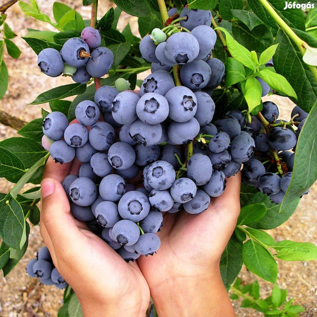 Áfonya - 3 éves tövek, 2 l. kont. - Akció! Berryland