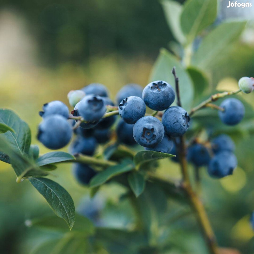 Áfonya - 4 éves tövek, 2 l. kont. - Akció! Termő! Berryland