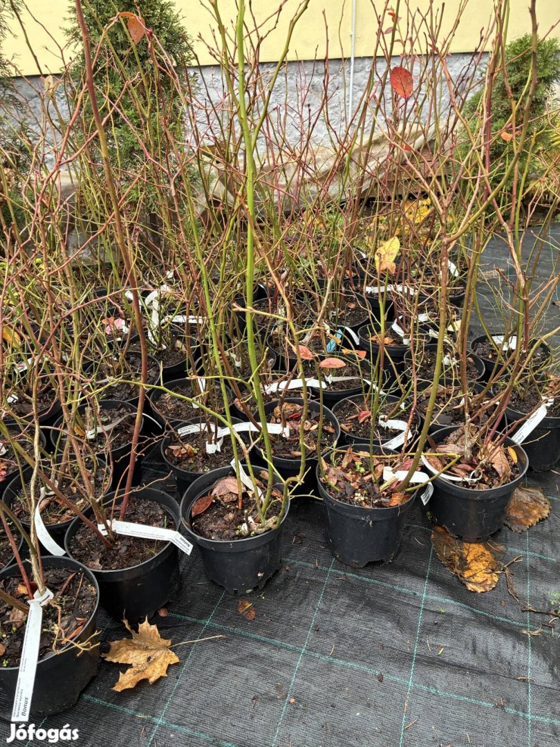 Áfonya bokor 2 l konténerben 60 cm magas