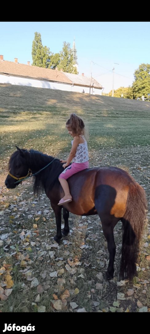 Áfonya eladó vagy csere