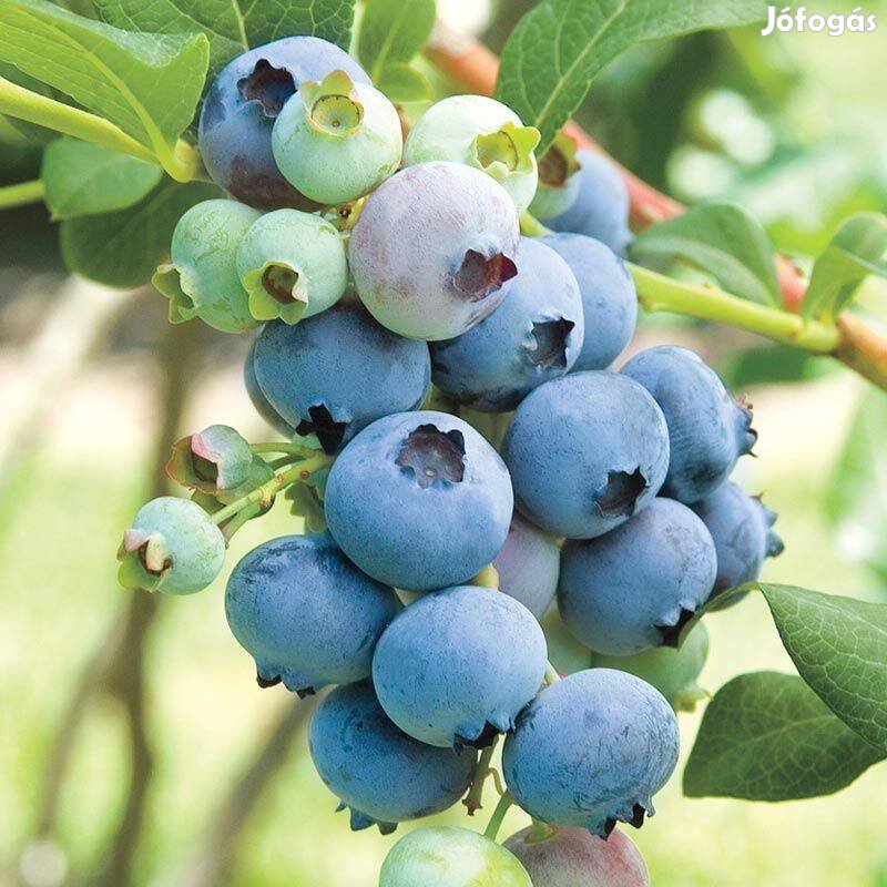 Áfonya tő/bokor: Bluecrop - 4 éves - Termő! 2 literes kont