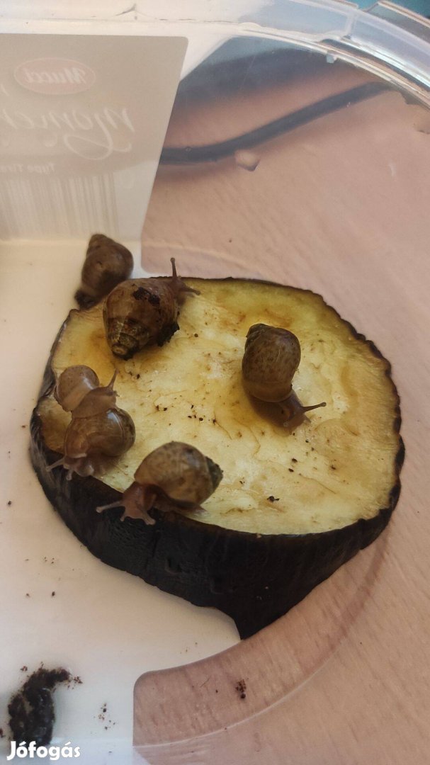 Afrikai Órisácsiga