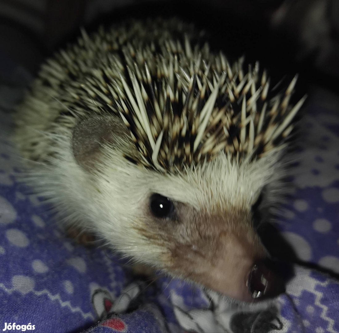 Afrikai feherhasu sun