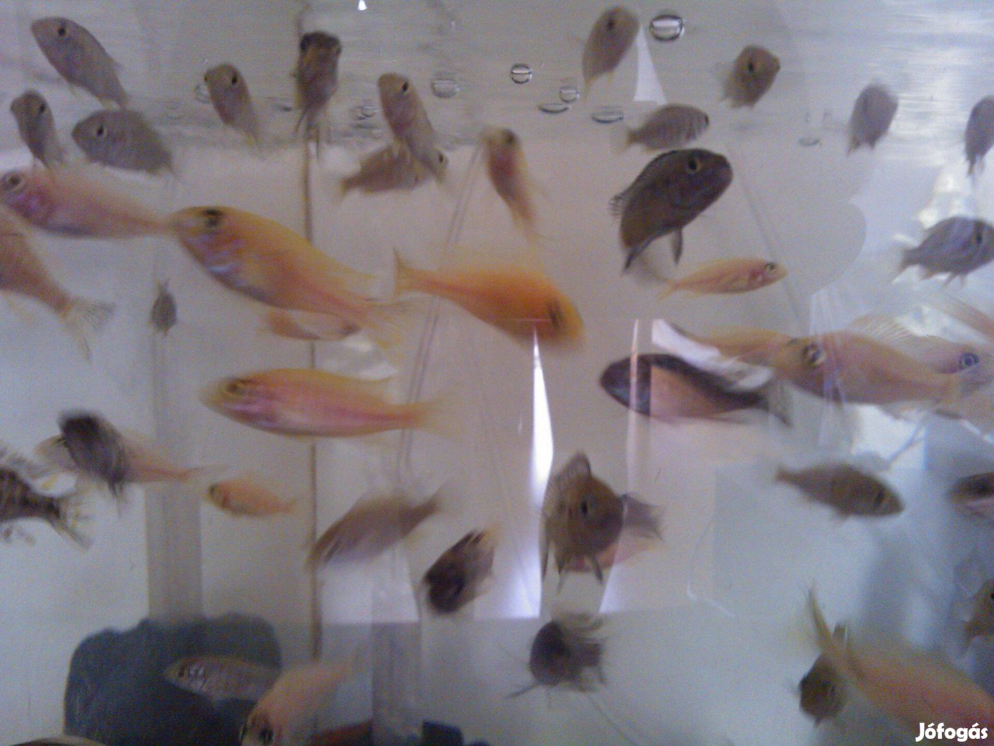 Afrikai sügér Aulonocara Firefish