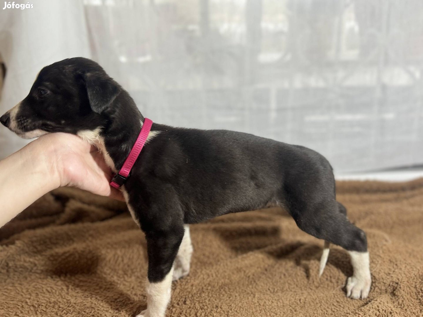 Agár Greyhound Ír kutya