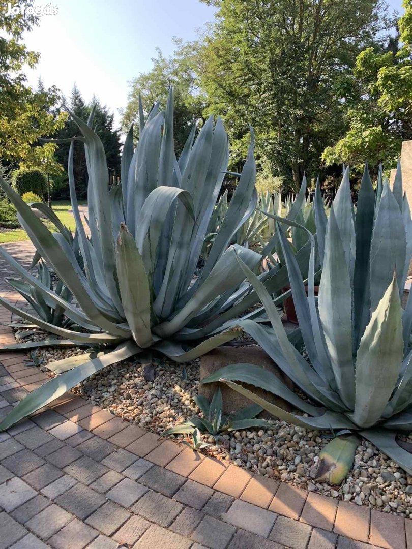 Agave Americana