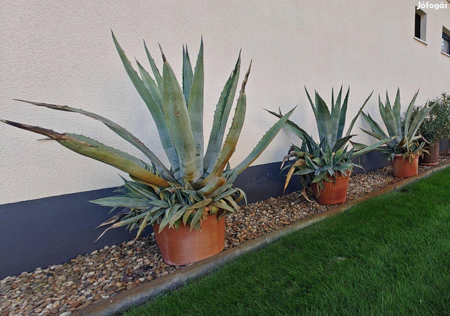 Agave Americana 3 db. nagyméretű eladó