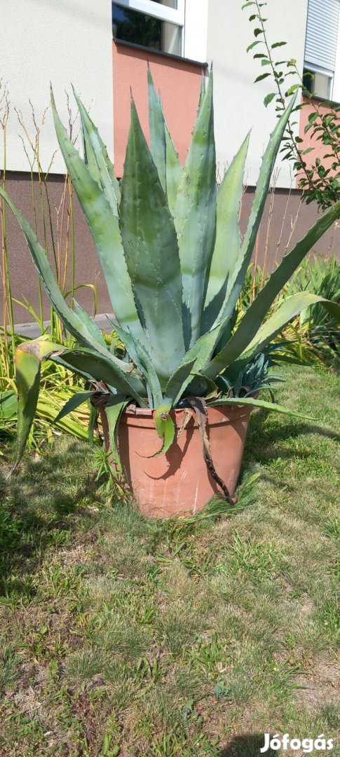 Agave L és XL eladó