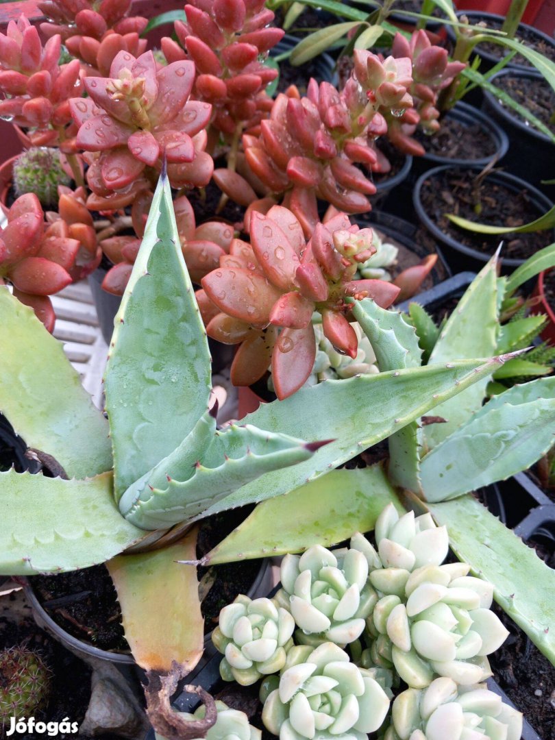 Agave, kaktusz, levélkaktusz több méretben több éves növények