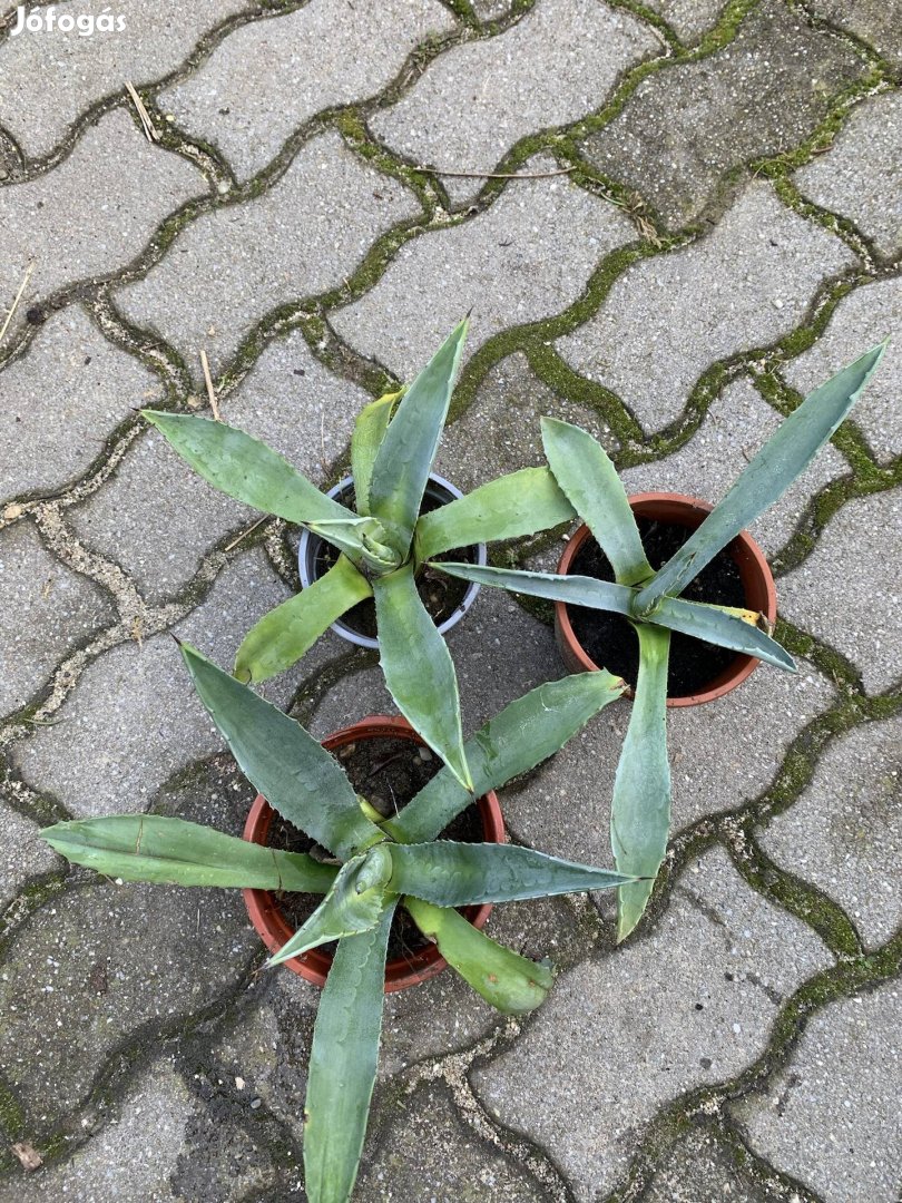 Ágave agave Évelő