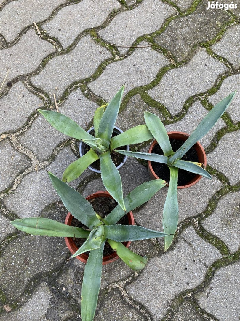 Agave agávé Kék