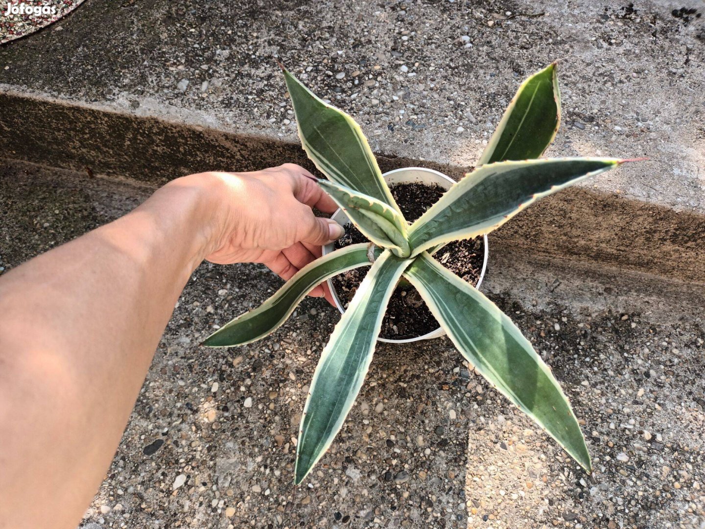 Agave americana variegata