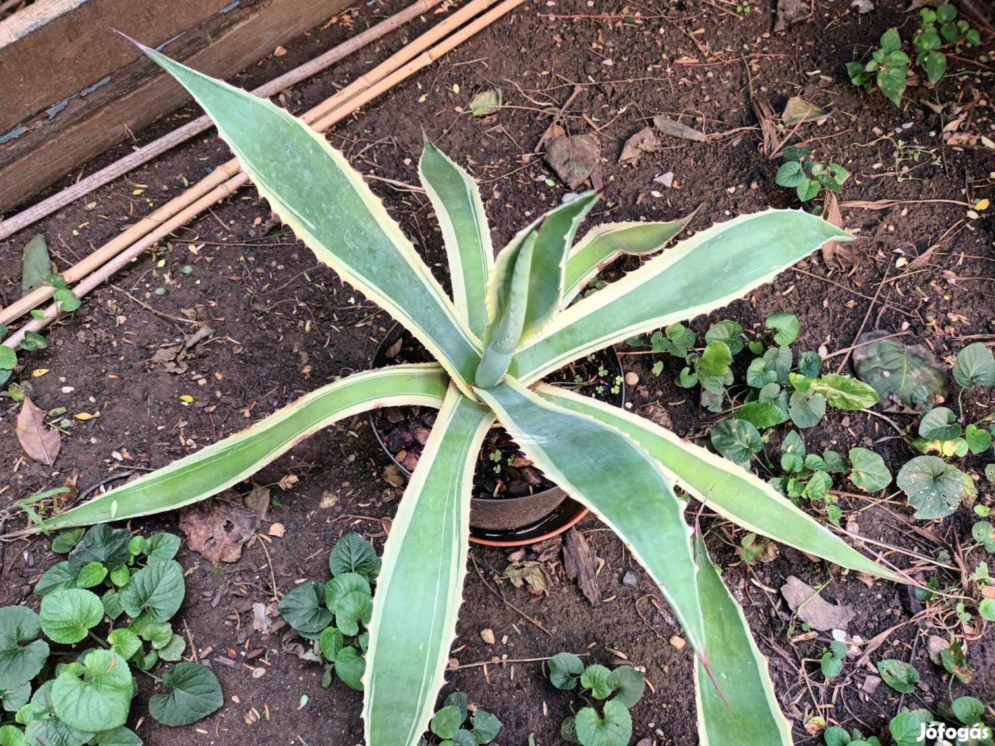 Agave americana variegata