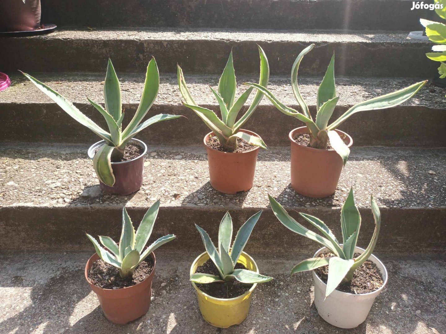 Agave americana variegata