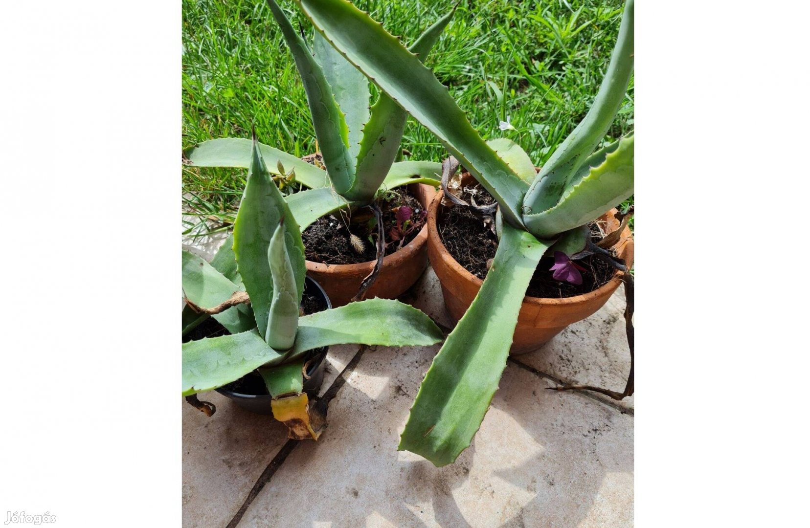 Agave eladó (3 cseréppel)