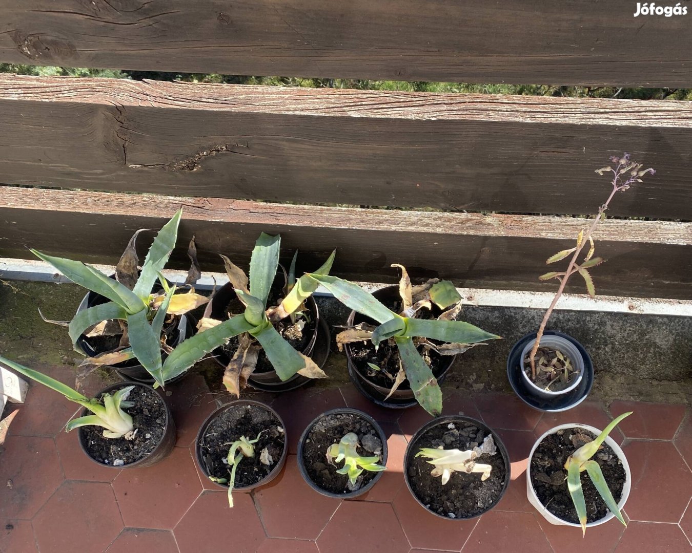 Agávé eladó növény kerti növény